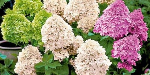 Hydrangea paniculata: sadnja i njega na otvorenom polju